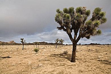 经典街机《午夜杀生》公开功夫少女赵红华预告