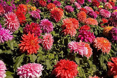 CDPR庆祝Mod编辑器上线：可以和三姐妹谈恋爱了